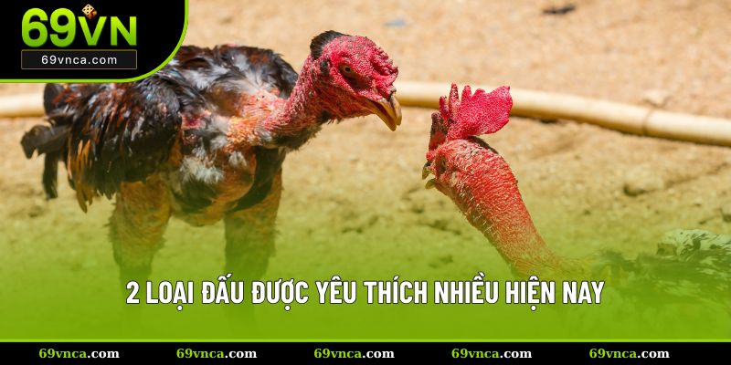 2 loại đấu được yêu thích nhiều hiện nay