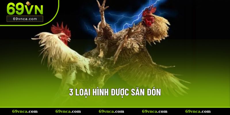 3 loại hình được săn đón