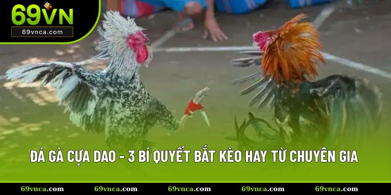 đá gà cựa dao