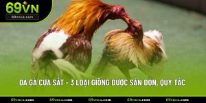 đá gà cựa sắt