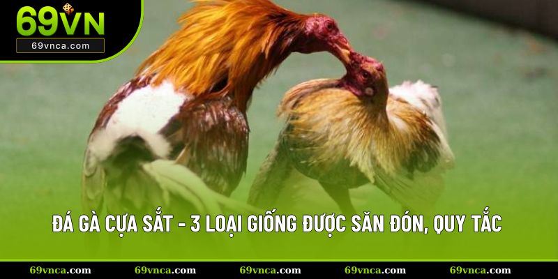 đá gà cựa sắt