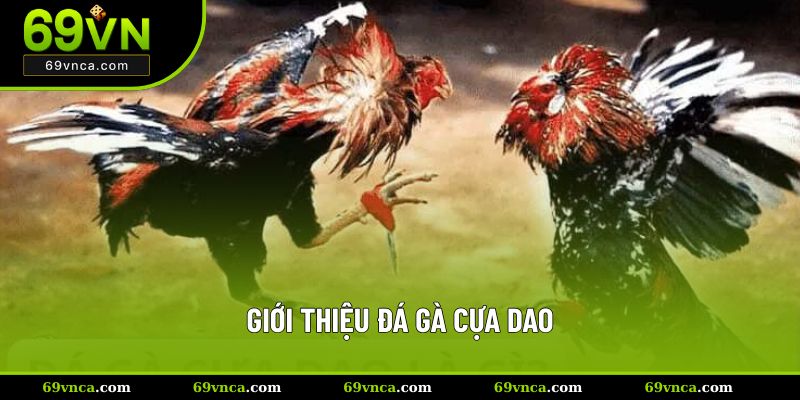 Giới thiệu đá gà cựa dao