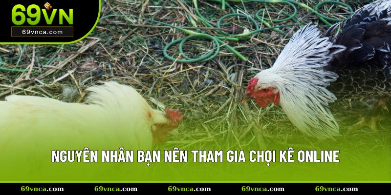 Nguyên nhân bạn nên tham gia chọi kê online