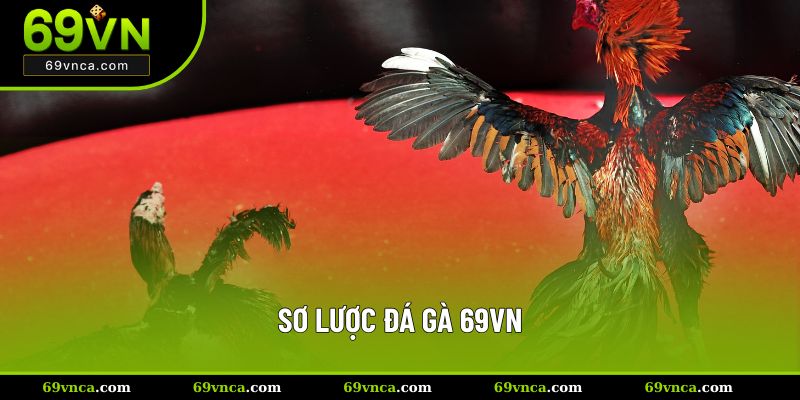 Sơ lược đá gà 69VN